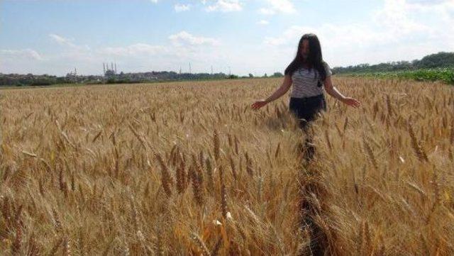 Trakya'da Buruk Buğday Hasadı