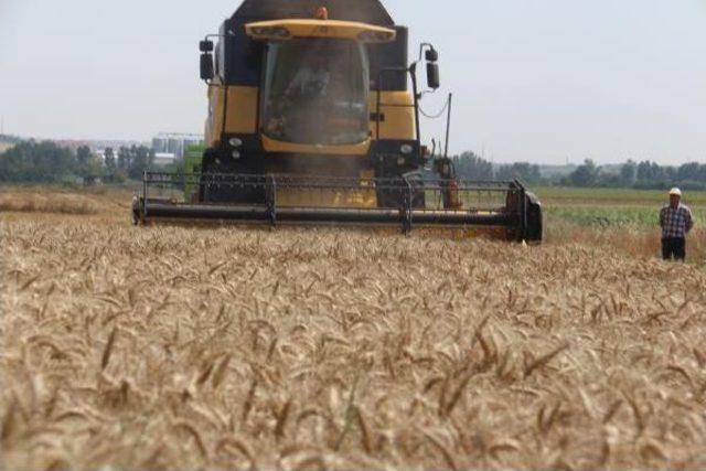 Trakya'da Buruk Buğday Hasadı