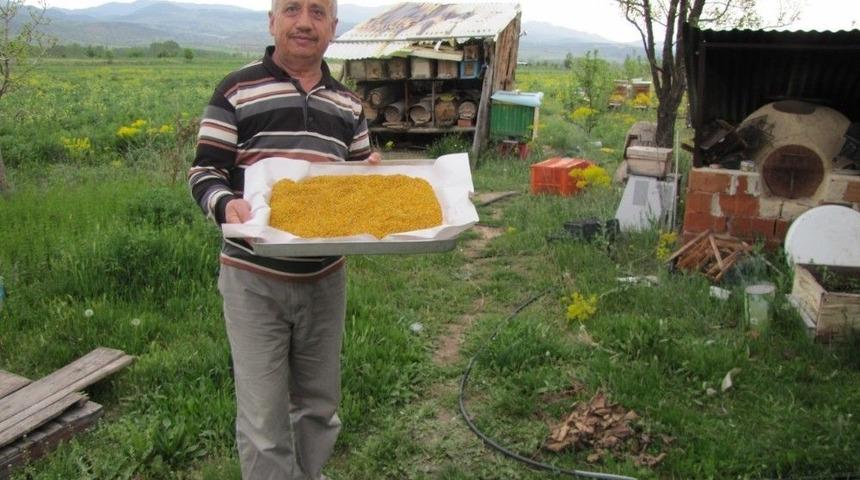 Hisarcık&rsquo;ta Uzun S&uuml;ren Bahar Polen &Uuml;retimini Arttırdı