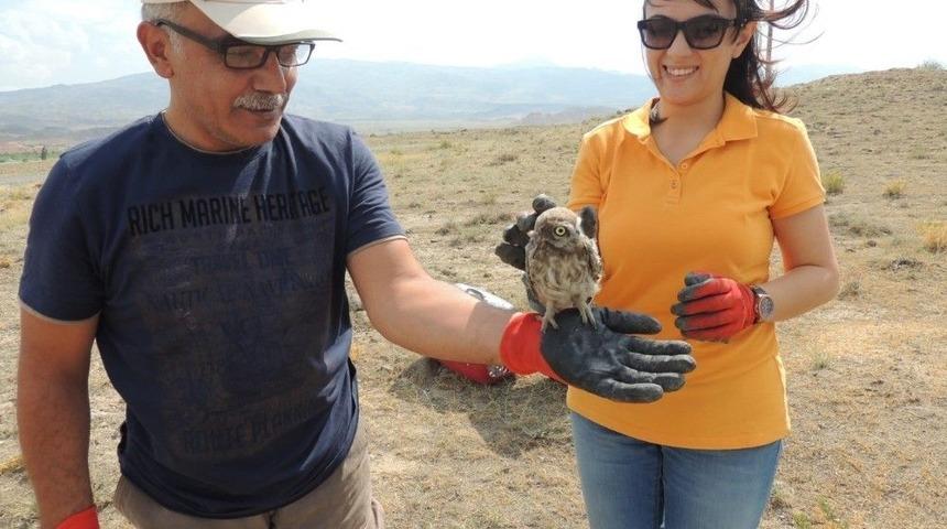 Bakımı Tamamlanan Yaban Hayvanları Doğaya Bırakıldı
