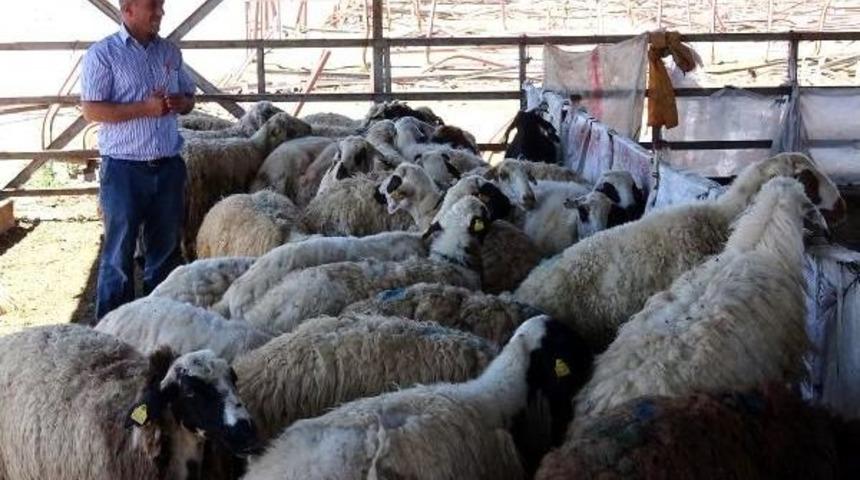 Et Ithaliyle Yerli Üretici Pazarını Kaybedecek