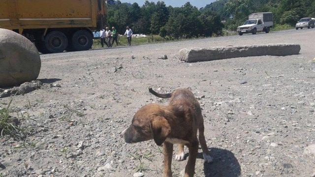 Rize’de Trafik Kazası: 1 Ölü, 1 Yaralı