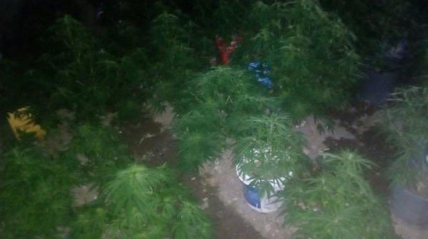 Evinde, Saksı, Teneke Ev &Ccedil;&ouml;p Kovası I&ccedil;inde Hint Keneviri Yetiştirmiş