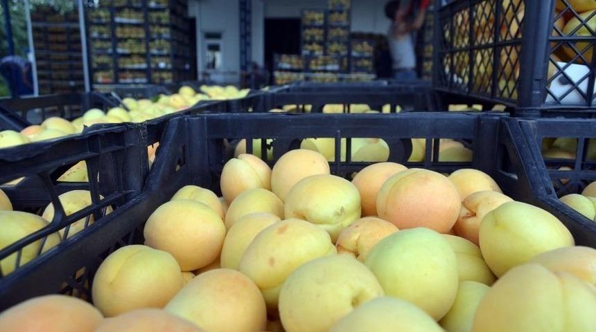 (&ouml;zel Haber) Iğdır Kayısısı Beklenen İlgiyi G&ouml;rmedi