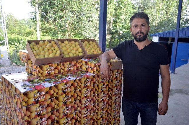 (&ouml;zel Haber) Iğdır Kayısısı Beklenen İlgiyi G&ouml;rmedi 1