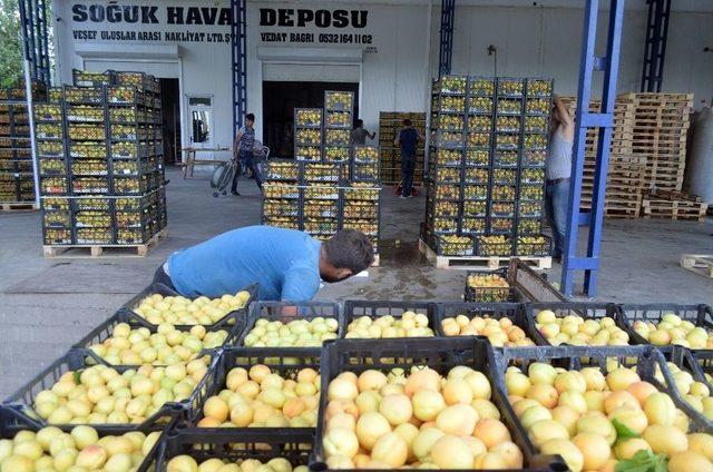 (&ouml;zel Haber) Iğdır Kayısısı Beklenen İlgiyi G&ouml;rmedi 3