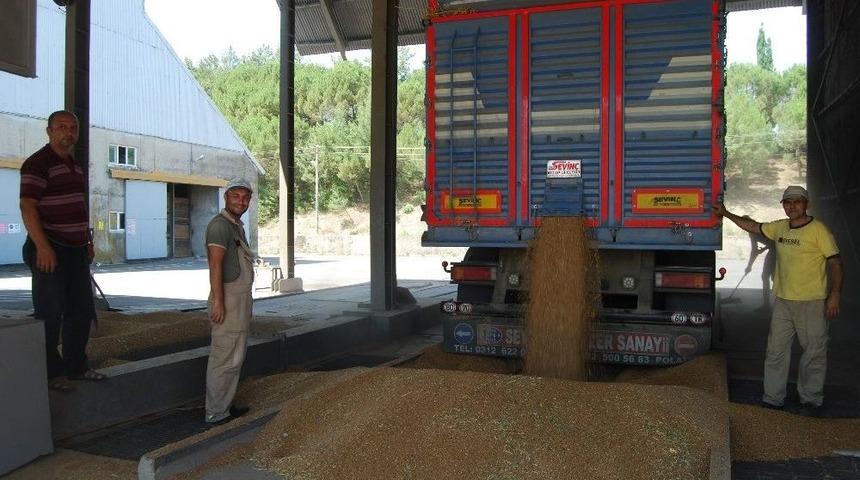 Malkara Tmo&rsquo;da Buğday Alımları Başladı