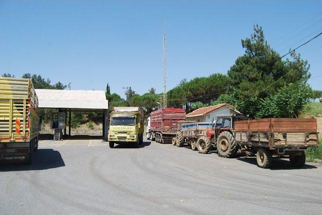 Malkara Tmo’da Buğday Alımları Başladı 1