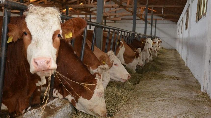 Karadeniz&rsquo;de Ahır Sistemi Değişiyor