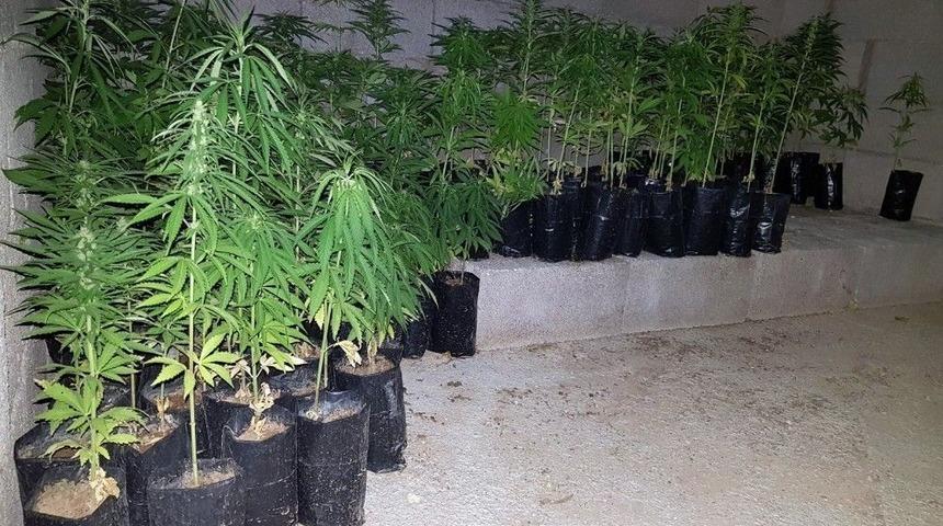 Karaman&rsquo;da Jandarmadan Kenevir Operasyonu