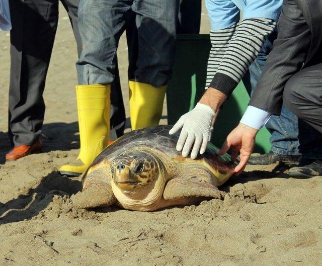 (&ouml;zel Haber) Deniz Kaplumbağalarının Doğasını İnsanların Yanlış Y&ouml;ntemleri Bozuyor 2