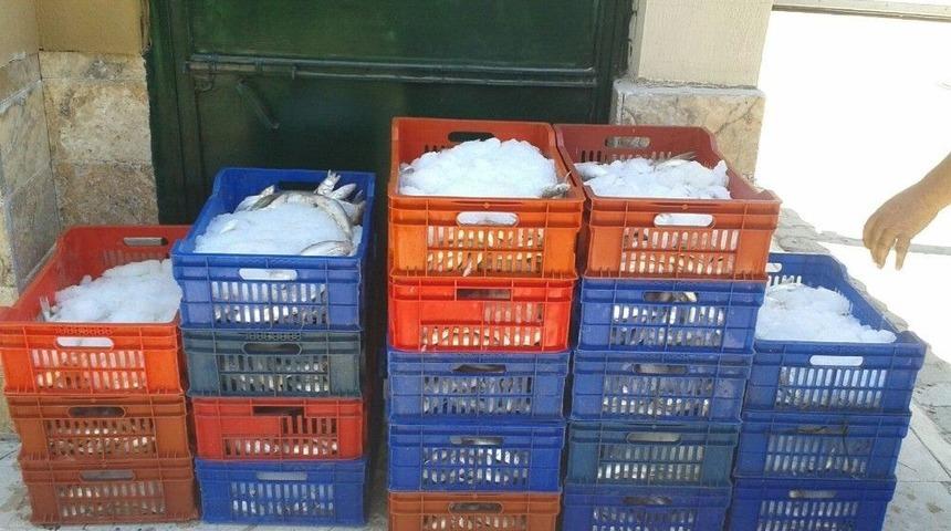 Boy Limiti Altında Avlanan Balıklar Ele Ge&ccedil;irildi