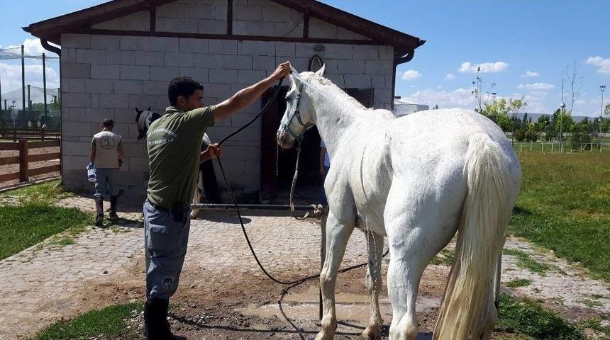 Sıcak Havalarda Hayvanlara &Ouml;zel Serinletme