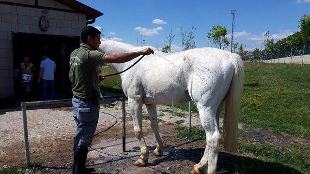 Sıcak Havalarda Hayvanlara Özel Serinletme