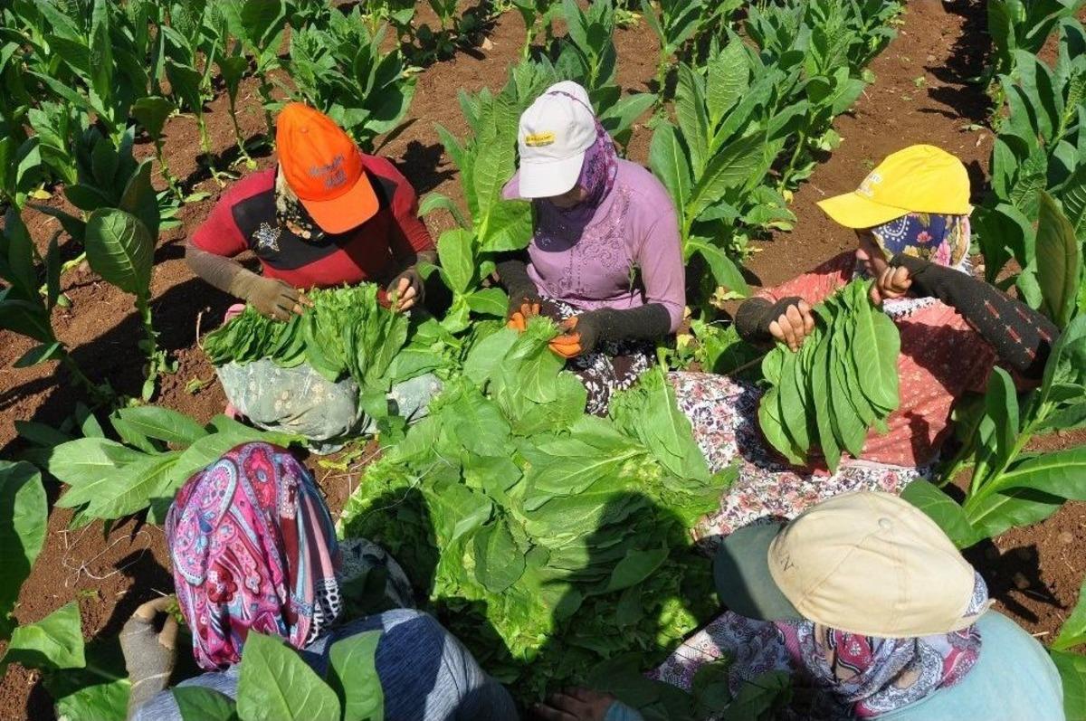 Bursa&rsquo;da T&uuml;t&uuml;n Hasadı Başladı