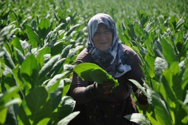 Marmara'nın Tütün Yetiştiren Tek Mahallesinde Hasat Dönemi Başladı