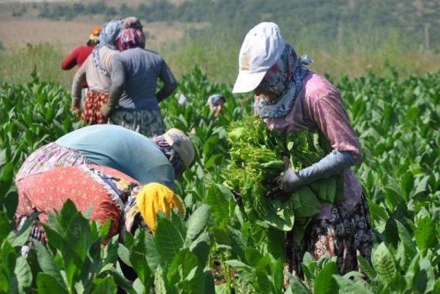 Marmara'nın Tütün Yetiştiren Tek Mahallesinde Hasat Dönemi Başladı