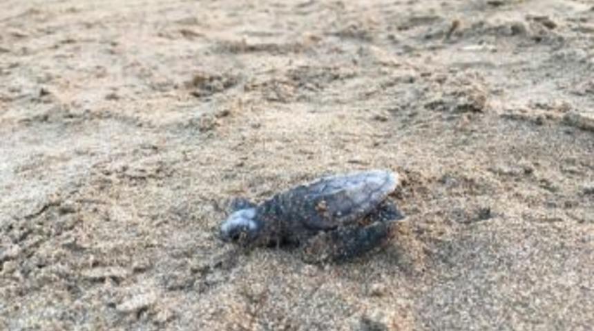 Caretta Caretta Yavrularının Denize Yolculuğu Başladı