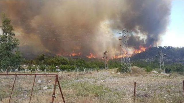 İzmir'de Orman Yangını