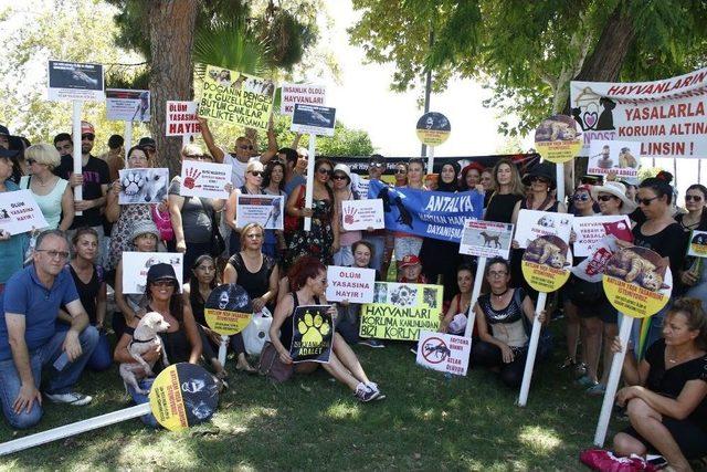 Hayvan Hakları İ&ccedil;in 44 Derecelik Sıcağa Aldırmadılar 1