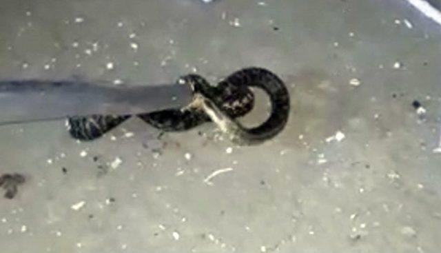 Mobilya İmalathanesinde Yılan Paniği 1