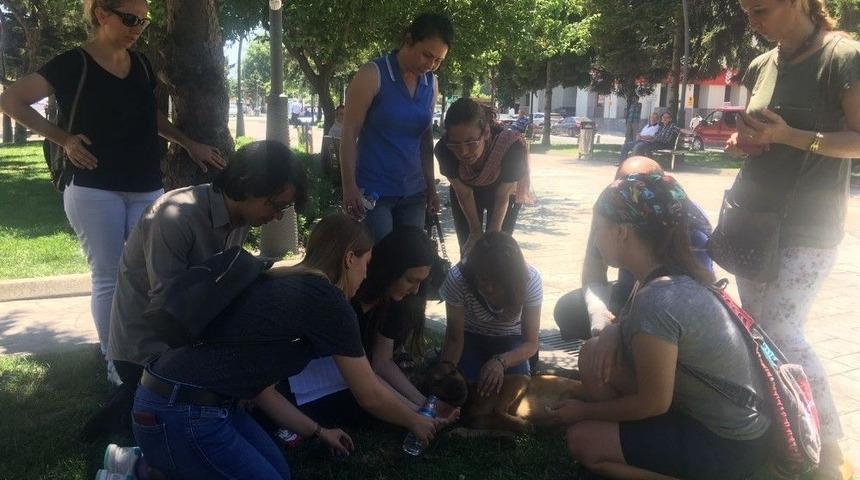 Hazırlanan Yasa Tasarısına Hayvan Severler&rsquo;den Tepki Geldi