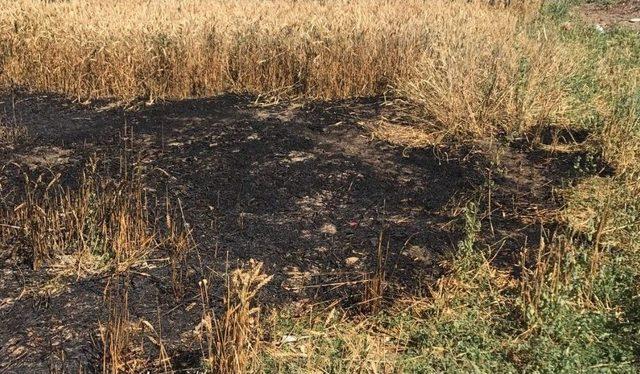 Sungurlu’da Buğday Ekili Tarla Yandı