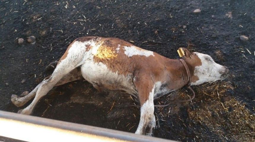 Anız Yangınında Hayvanlar Telef Oldu