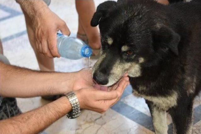 İzmir'de Hayvanseverlerden Yasa Tasarısı Tepkisi