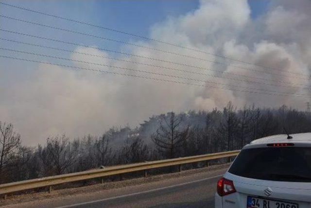 İzmir'de Orman Yangını (3)