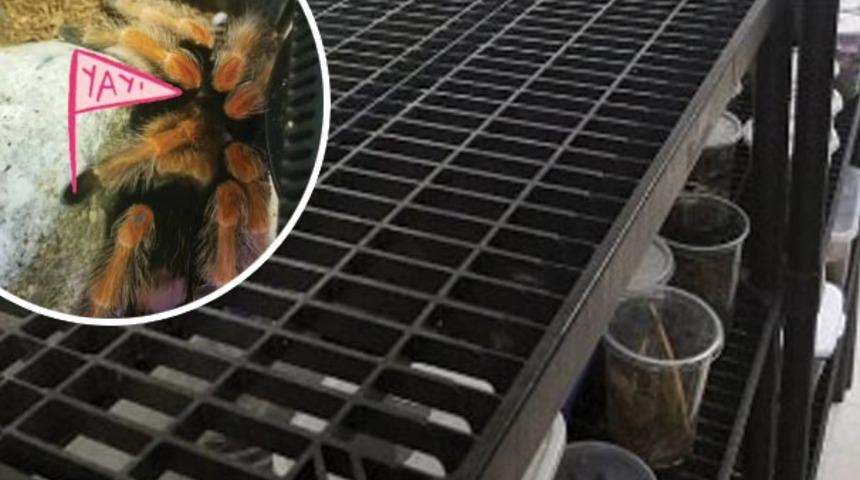 ABD'de 40 bin dolarlık böcek çalındı