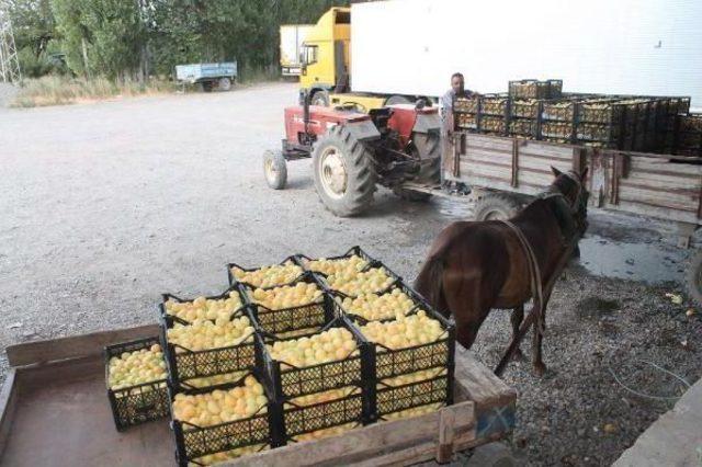 Doğu'nun Çukurovası Iğdır'da Kayısı Yüz Güldürdü