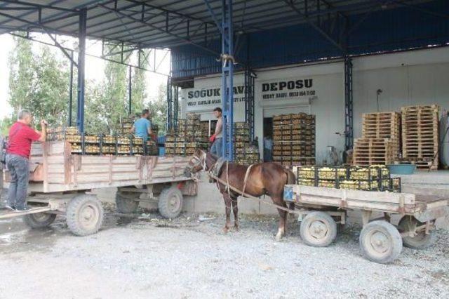 Doğu'nun Çukurovası Iğdır'da Kayısı Yüz Güldürdü