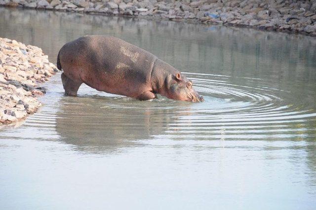 &ldquo;doğal Yaşam&rdquo; Ailesi B&uuml;y&uuml;yor 1