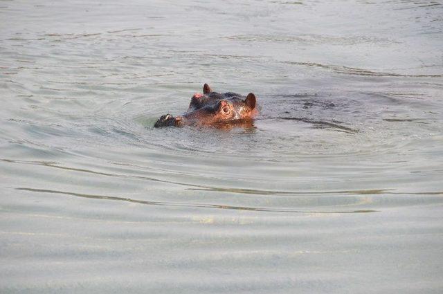 &ldquo;doğal Yaşam&rdquo; Ailesi B&uuml;y&uuml;yor 2