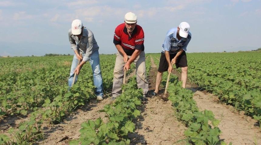 Pamuk &Uuml;reticisi İş&ccedil;i Sıkıntısından Ve Y&uuml;ksek Maliyetten Dertli