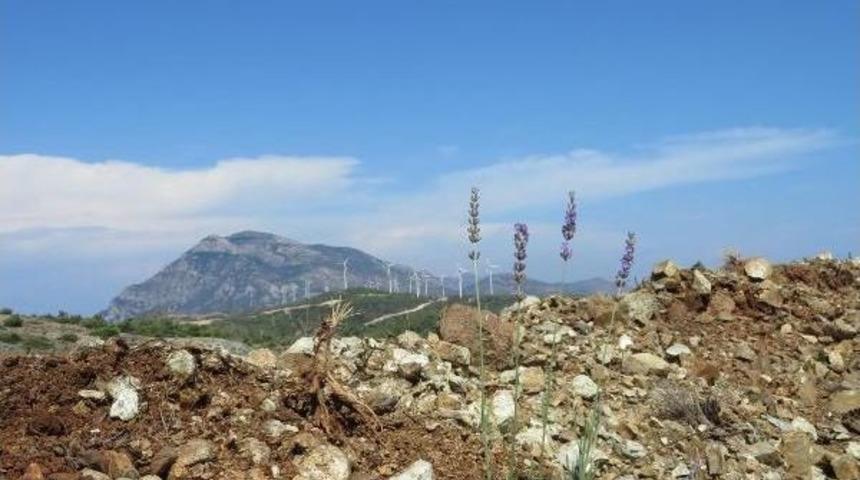 En B&uuml;y&uuml;k Gelir Getirici Ağa&ccedil;landırma Projesi