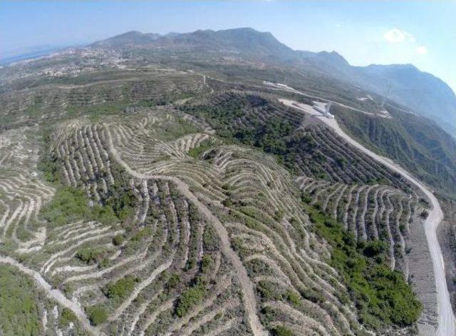 En Büyük Gelir Getirici Ağaçlandırma Projesi