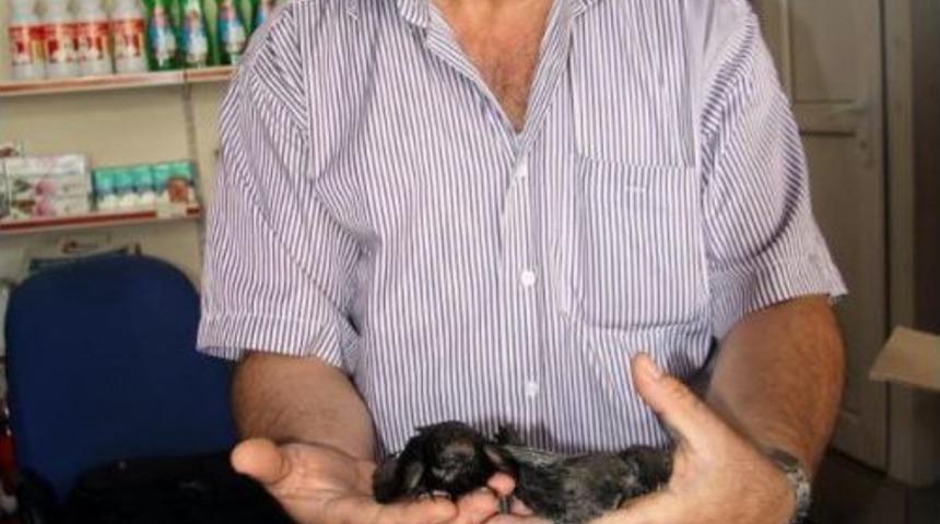 Sıcaktan Bayılan Kuşların Imdadına Yetişti