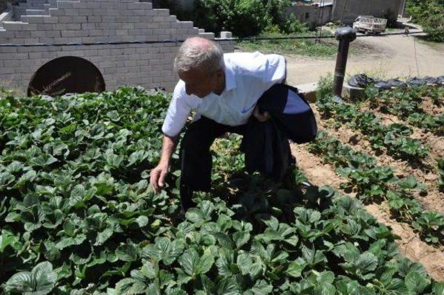 Evinin Damını Bah&ccedil;e Yaptı 1