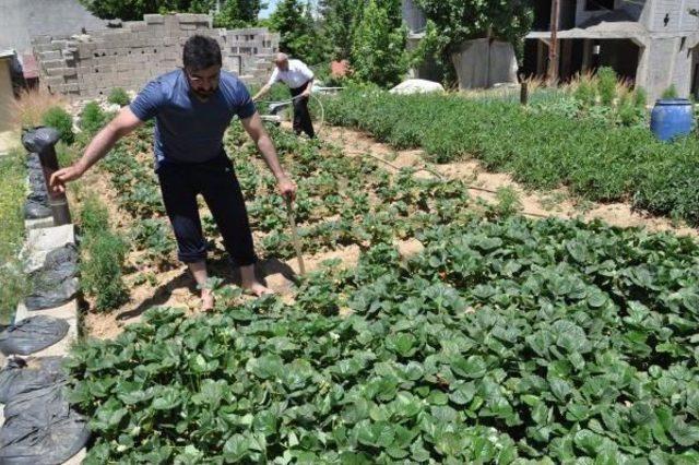 Evinin Damını Bah&ccedil;e Yaptı 2