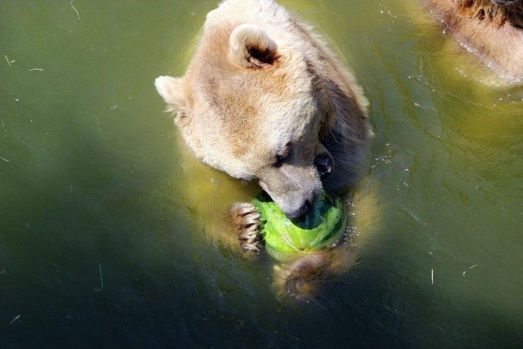 (&ouml;zel Haber) 40 Derece Sıcaktan Bunalan Bu Hayvanlar Buzlu Meyvelerini Suyun Altında Yiyor