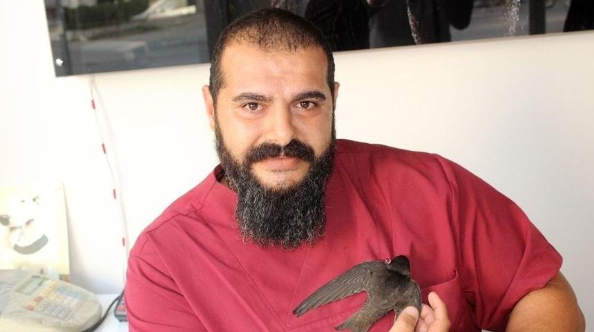 Aşırı Sıcaklara Ebabil Kuşu Da Dayanamadı