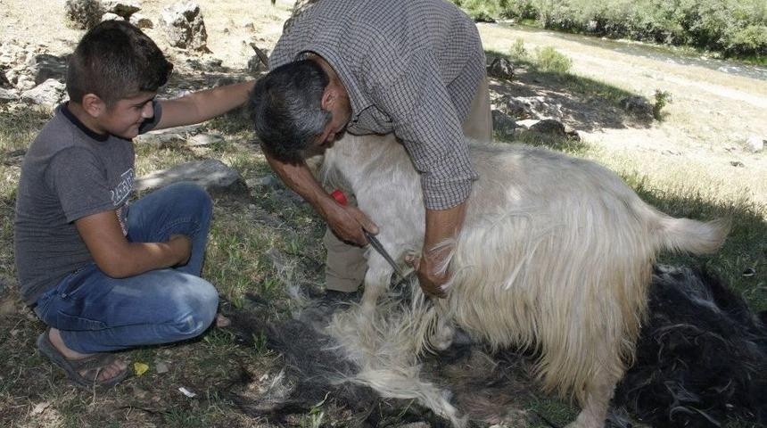&Ccedil;obanlar Sıcaktan Etkilenen Hayvanları Kırkarak Suya Sokuyor