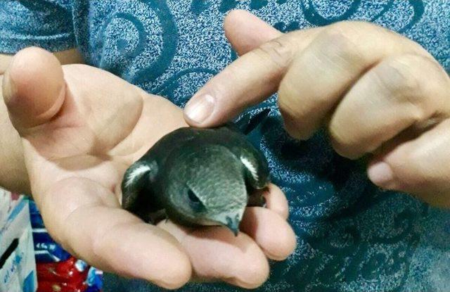 &Ccedil;orum&rsquo;da Ebabil Kuşu Yavrusu Bulundu 2