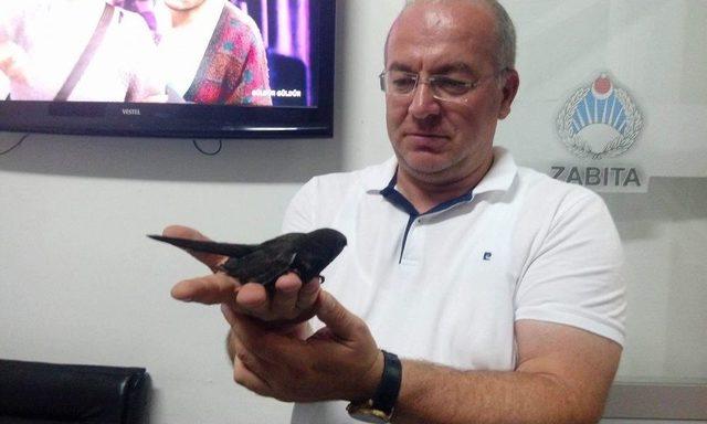 &Ccedil;orum&rsquo;da Ebabil Kuşu Yavrusu Bulundu 3