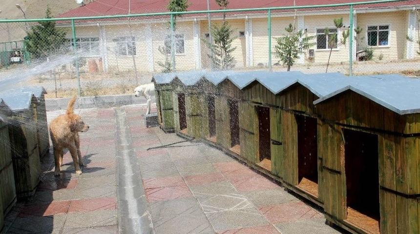 &Ccedil;ankaya Belediyesinden Vatandaşlara "sokaklara Bir Kap Su Bırakalım" &Ccedil;ağrısı