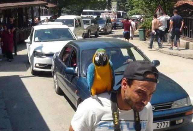 Serinlemek Isteyenler Saitabat Şelalesi'ne Akın Etti