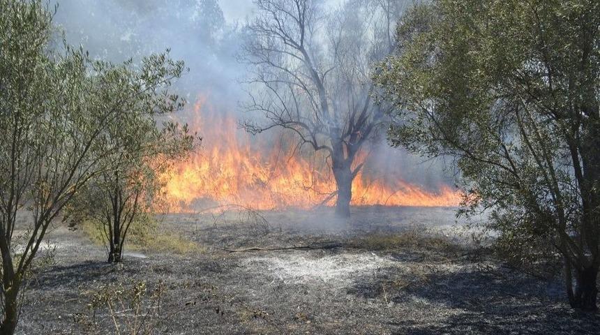 Yangında Zeytin Ağa&ccedil;ları Zarar G&ouml;rd&uuml;