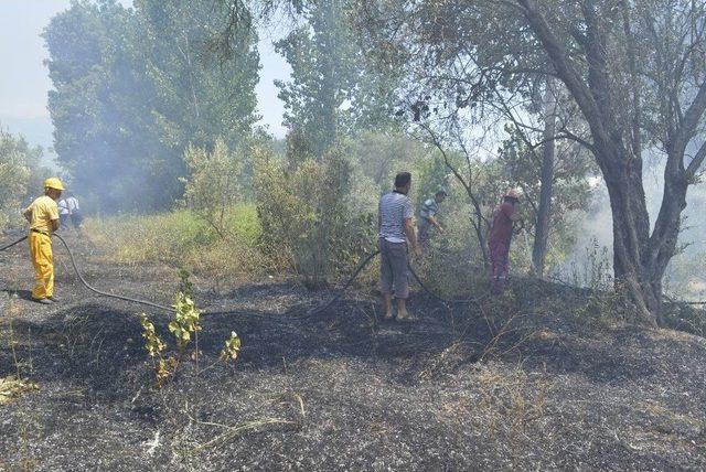 Yangında Zeytin Ağaçları Zarar Gördü